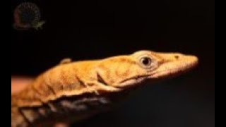 Pilbara Rock Monitor Varanus pilbarensis Feeding on Crickets [upl. by Mckinney]