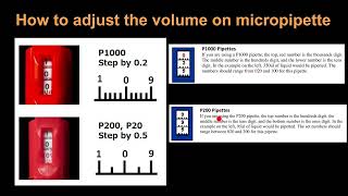 How to adjust the volume on micropipette [upl. by Ynnavoeg454]