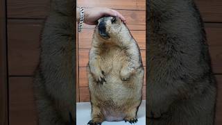 Marmot has a chubby chubby body [upl. by Edan714]