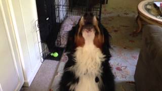 Bernese mountain dog talking [upl. by Kcirej]