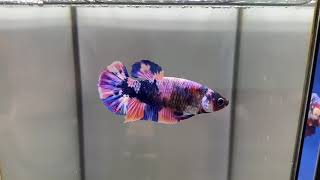 RESERVED 3rd placing Purple Candy Koi Dragon Marble W2 Show Plakat Betta Fish Female  ZüriBetta [upl. by Theressa]