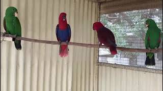 Red and Green Eclectus parrot  NNP Aviary  Life with Birds [upl. by Eilatam451]