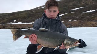 Isfiske Røye 54kg Dividalen Indre Troms [upl. by Gagnon]