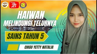 Sains Tahun 5 I Haiwan Melindungi Telur dan Anaknya [upl. by Eibbor]