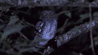 Middle American Screech Owl Calling [upl. by Airetnuhs]