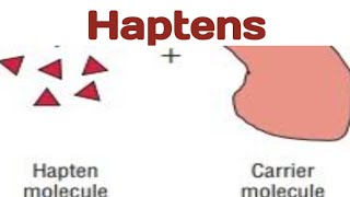 Haptens biologywalesir haptens antigen antibody [upl. by Sterne]