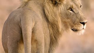 Five Young Lion Brothers Mate with One Lioness [upl. by Hcnarb379]