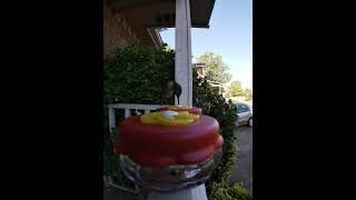 Adolescent Male Ruby Throated Hummingbird Dropping By For A Visit [upl. by Coyle]