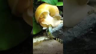 Ampularia comendo guppy Ampularia eating guppy 🐌😱 guppy guppyfish snail aquarium [upl. by Madai]