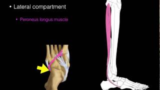 Lateral compartment leg muscles [upl. by Alethia]