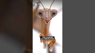 Why a praying mantis always seems to stare at you [upl. by Margareta296]