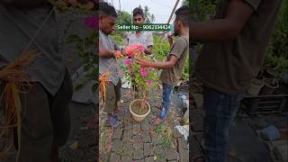 How to graft multi colour bougainvillea plants easy process step by step [upl. by Coy]