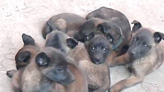 VENTA DE CACHORROS PASTOR BELGA MALINOIS [upl. by Ahtnamas608]