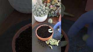 Succulent Tips Sedeveria Lilac Mist Propagation 🪴 succulents propagatesuculentas [upl. by Hally471]