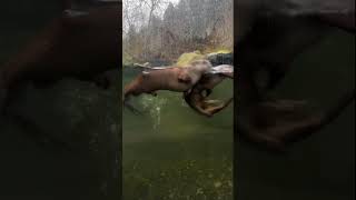 River otters swim excitedly at Sequoia Park Zoo in California [upl. by Welles]