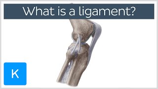 What Is a Ligament Definition and Overview  Human Anatomy  Kenhub [upl. by Urissa]