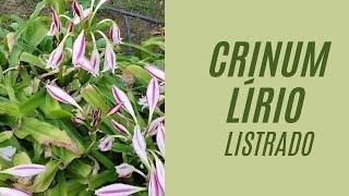 Crinum MACOWANII  LÃRIO listradoCRINUM ORNATUM [upl. by Magnien]