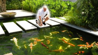 How do you Get Rid of Algae in a Koi Pond [upl. by Jud664]