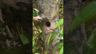 Hungry Baby Barbet Screaming Sound Like a Cat – Parent Birds Feeding Chick at Nesthole [upl. by Noillimaxam]