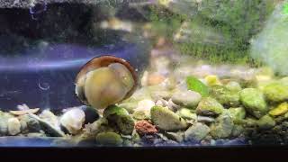 nerite snail hard at work [upl. by Assena]