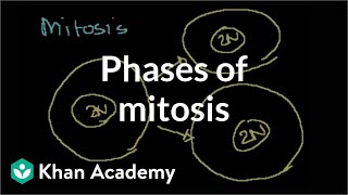 Phases of Mitosis [upl. by Aisats]