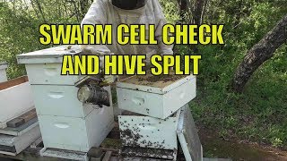 Beekeeping Hive 8 Swarm Cell Check and Split [upl. by Morry]