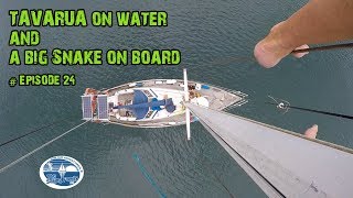 Tavarua on water and a Big Snake on board The Sailing Family Ep24 [upl. by Nehtanoj]