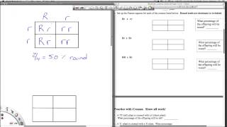 Punnett Square Practice 1 [upl. by Adianez]