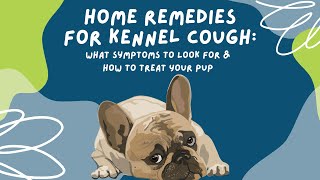 Home Remedies for Kennel Cough What Symptoms to Look For amp How to Treat Your Pup [upl. by Yggam]