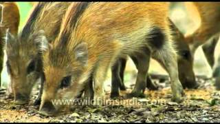 Wild Boar [upl. by Martino454]