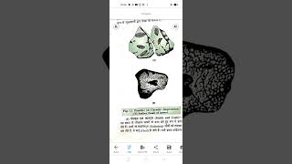 Fossils and types of fossil for BSc1 sem Zoology students [upl. by Othe13]