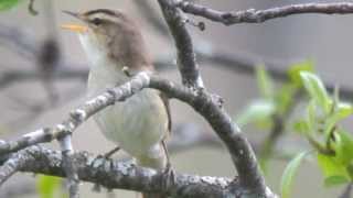 Black browed Reed Warbler [upl. by Koziara]