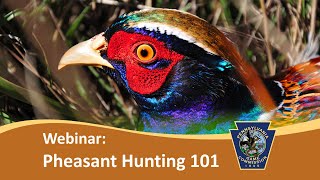 Pheasant Hunting 101 [upl. by Rebmik]