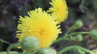 PERENNIAL SOW THISTLE Sonchus arvensis [upl. by Marissa828]