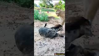 कधी नाय मिळलअन् गपकन गीळल😄🤣😂😅😜 shots viral comedy karamativlog funnyanimals funny [upl. by Acirrej]