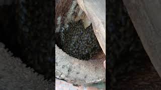 Bee keeping in using log hive shorts honeybee [upl. by Phillis443]