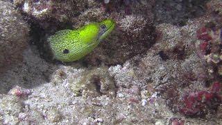 An Undulated Moray Eel having a feast [upl. by Ahsiekrats]