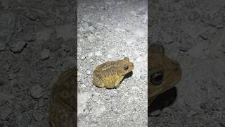 This Spadefoot Toad Really Loves the Road [upl. by Ekard]