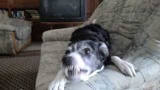 Border Collie barking and snarling at me [upl. by Uriia]