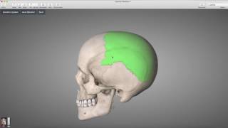 Anatomie de los parietal [upl. by Achorn]