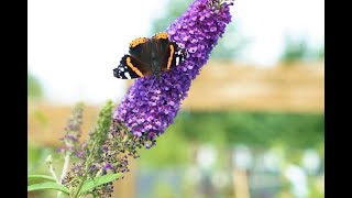 February Gardening  How To Prune Your Butterfly Bush Buddleia [upl. by Aneekat]