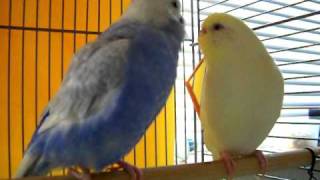 Parakeet Mating Dance [upl. by Nylrehc]