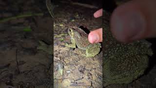 Funny Big frogs boing boing  funny catching frogs jump  prank funny jumping  video funny [upl. by Adla815]