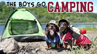 Ep 5 The Dogs Go Camping  Cute Dachshunds Camping Trip [upl. by Eelarak]