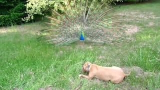 Peacock vs Pit Bull [upl. by Ignatius388]