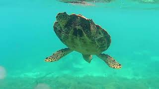 Gili T Island snorkling with Sea Turtle  Gili T Island  Lombok  Indonesia [upl. by Barimah318]