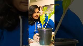 Smart use of Gamla 🤪anjalismagicalbasket9053 funny funnyvideo shorts short fun explore [upl. by Pampuch332]