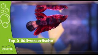 Top 5 Süßwasserfische – Diskus Neonsalmler amp mehr  Aquatop [upl. by Veronike]