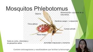 González Jazmín Phlebotomus [upl. by Chic]