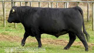 LOT 20 DANDALOO CLASS T2016 [upl. by Frederick]